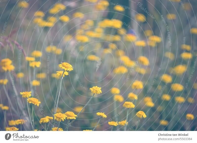 Yellow wildflowers in the insect meadow Flowering meadow yellow flowers yellow blossoms summer meadow Flower meadow Insect meadow Blossoming Honey flora