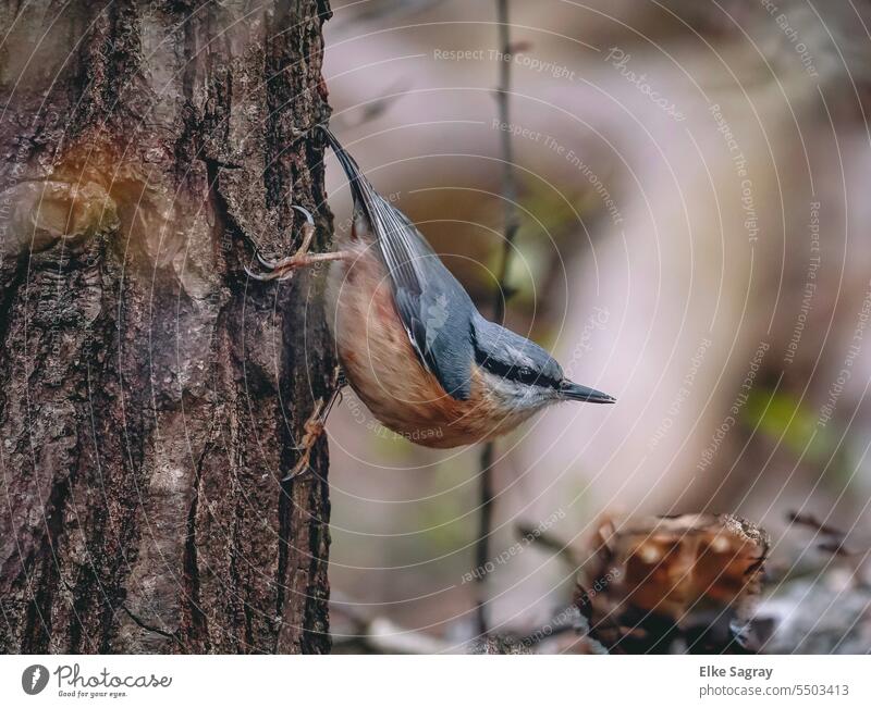 Bird portrait - a nuthatch on the tree just before takeoff birdwatching Exterior shot Animal portrait Environment Beak Freedom birding Animal face naturally