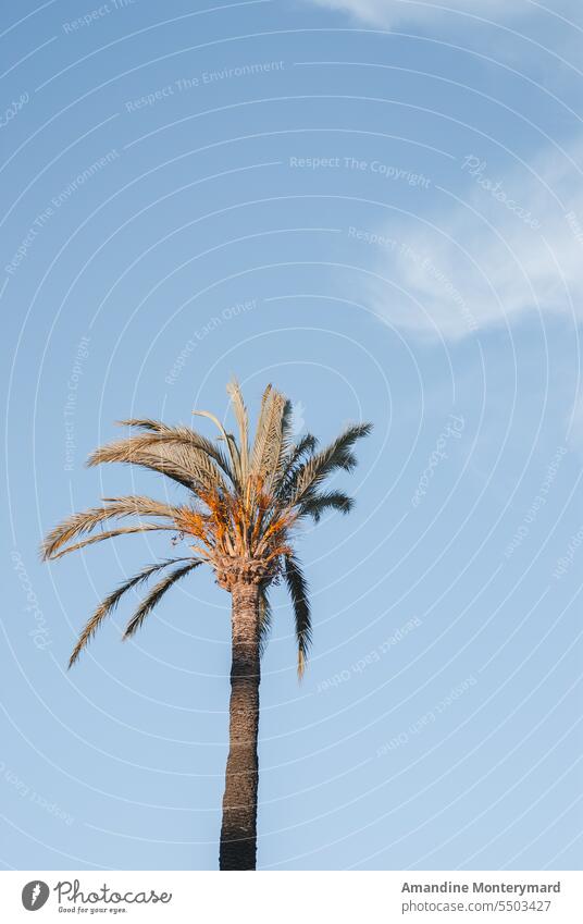 palm tree in a blue sky with a cloud and a light wind Palm tree Blue sky Wind travel Travel photography travel destination summer windy palm leaves