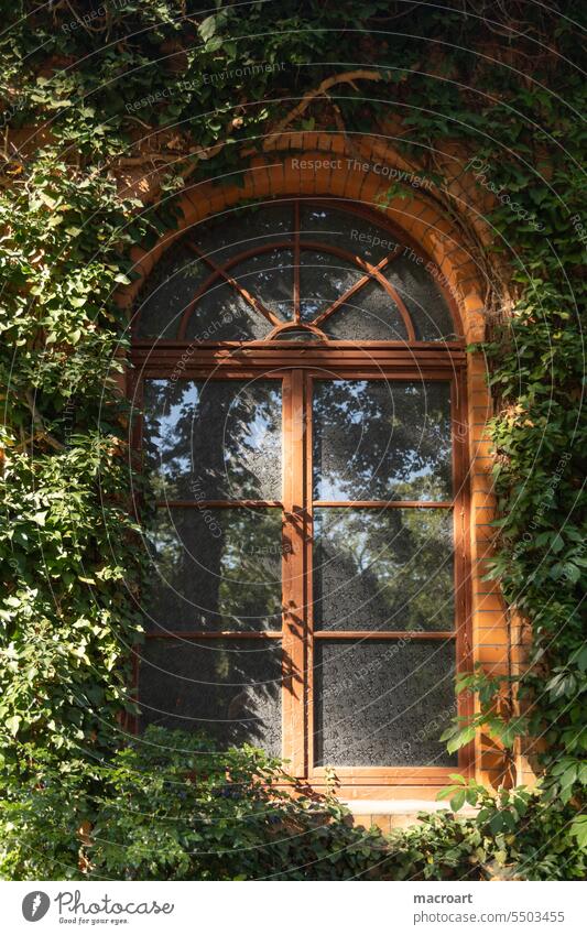 Window overgrown with climbing plants vine Green leaves Ivy arched windows Round arch Glass window through glass wooden frames Frame Window frame leaves greened