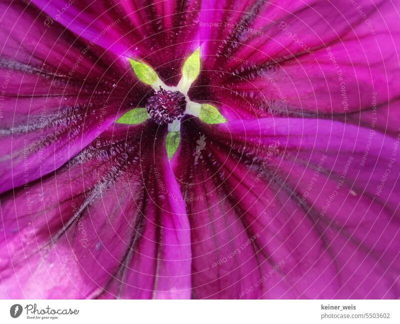 The magnificent purple of a wild mallow mauve mallow blossom Colour Plant Nature Flower Blossom Close-up Colour photo Blossoming Macro (Extreme close-up)