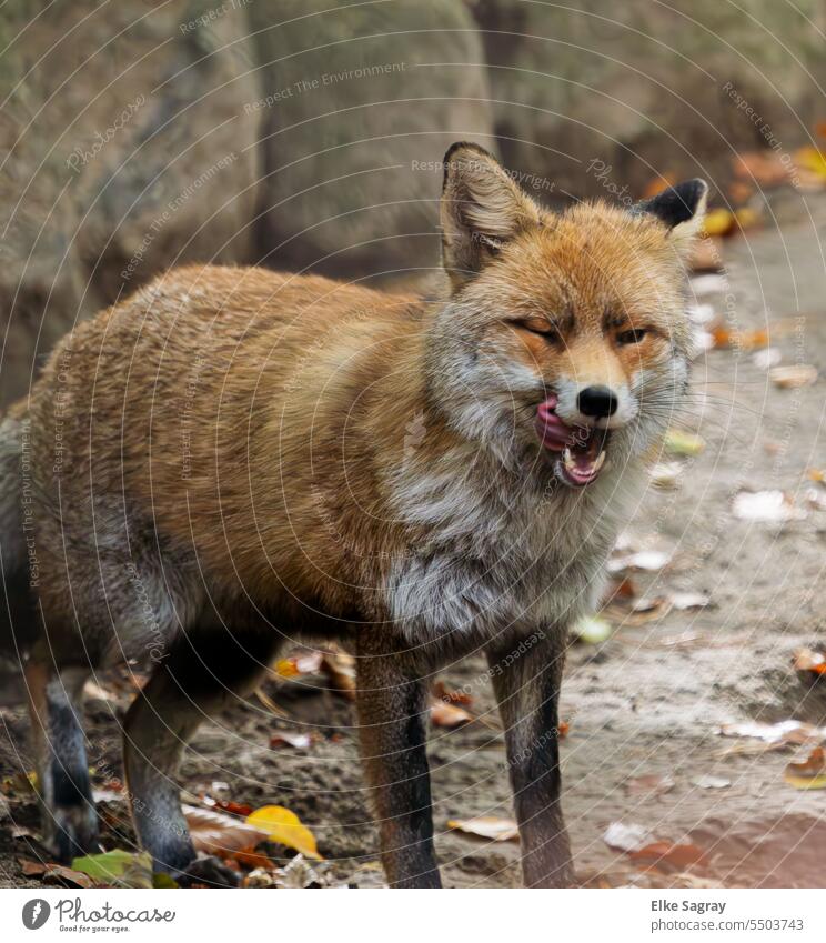 Red fox licking his snout Fox Exterior shot Colour photo predator Looking Nature animal world Animal Deserted