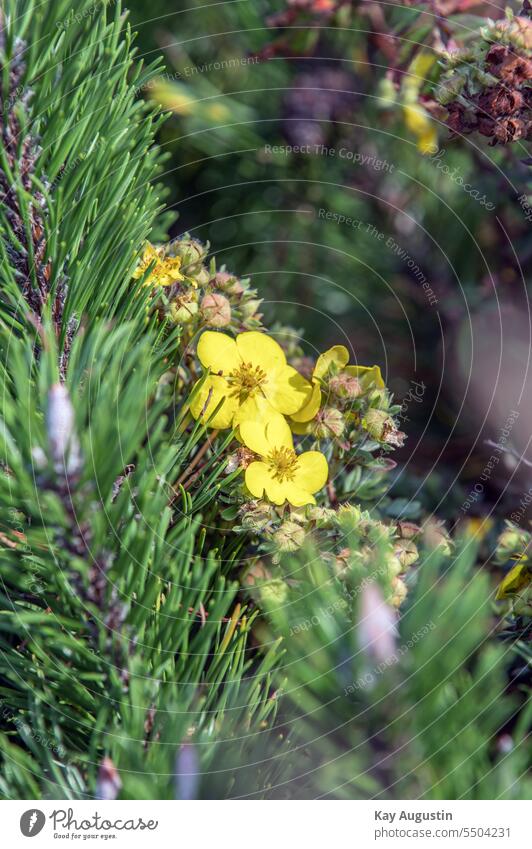 Yellow flowers on the bush cinquefoil finger shrub Potentilla fruticosa Shrub cinquefoil Sylt island Sylt landscapes heath landscape plant world yellow blossoms