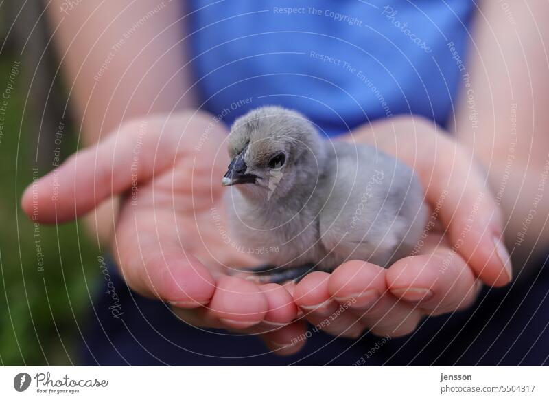 Young woman holding a gray chick on her hands Chick fluffy Gray guard sb./sth. protective warm sb./sth. Small animal baby Animal Cute Nature Colour photo Hand
