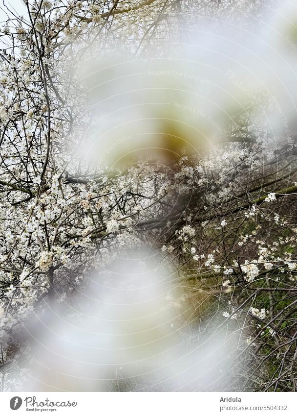 Flowering blackthorn in spring Blackthorn Nature Blossom Spring White blurriness rosaceous plant Blossoming Hedge
