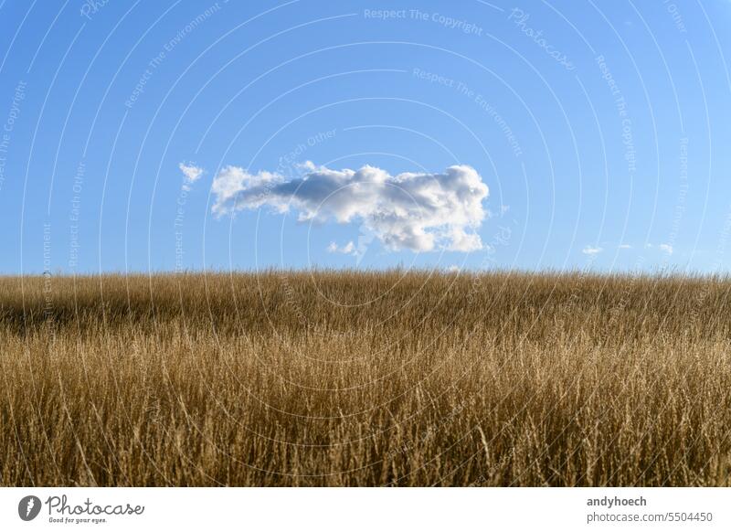 A corn field with blue sky and a cloud agriculturally Agriculture Barley pretty Blue Bright Cereal country Landscape Harvest Environment Farm Arable land Field