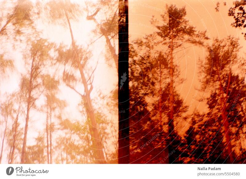 Trees in duet Analog Analogue photo Colour Colour photo Forest flora Movement Hanseatic Route Exterior shot Nature