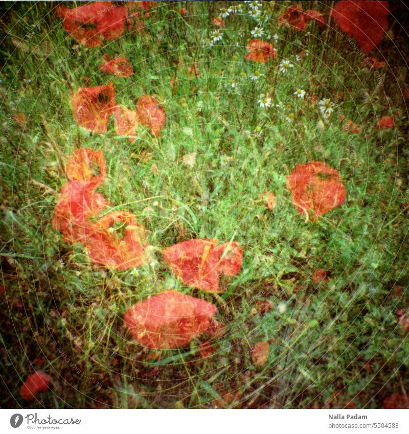poppies Analog Analogue photo Colour Colour photo flora Flower Red Grass Green poppy flower multiple exposure triple exposure Hanseatic Route