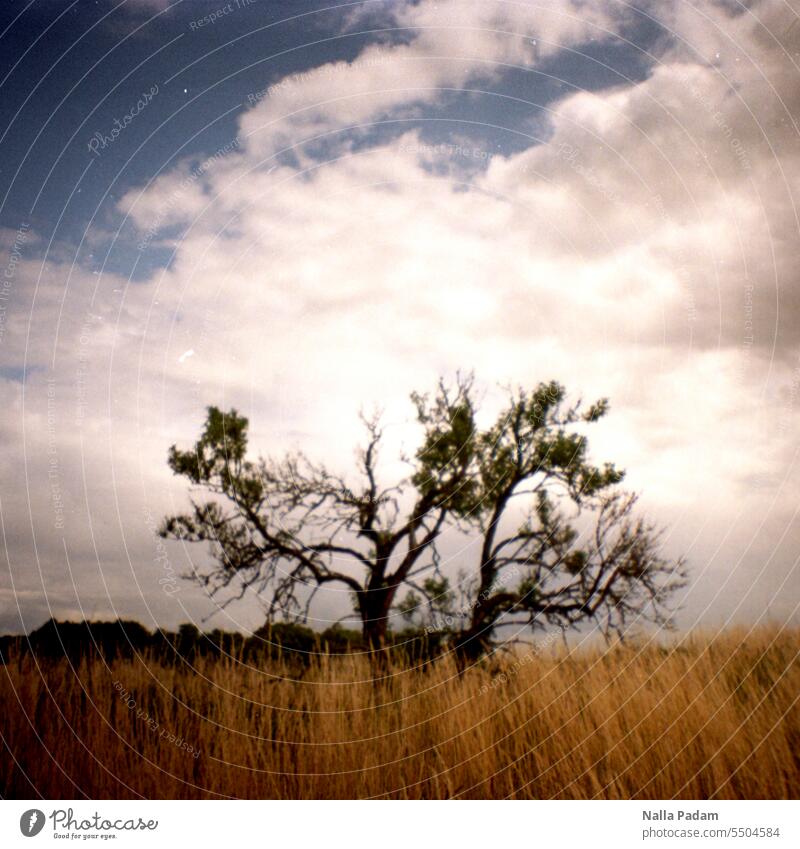Knotty tree Analog Analogue photo Colour Colour photo Tree flora Nature gnarled Meadow cloud White foliage on one's own solitary Exterior shot Sky Day
