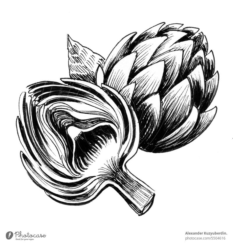 Artichoke ink black and white drawing agriculture art artichoke artwork cooking diet drawn eco farm flower food fresh green hand health healthy illustration