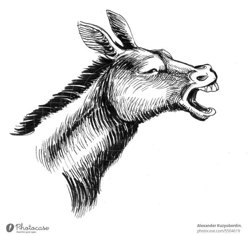 Jackass head, ink black and white drawing animal art caricature cartoon comic donkey farm graphic humor illustration isolated jackass livestock mule portrait