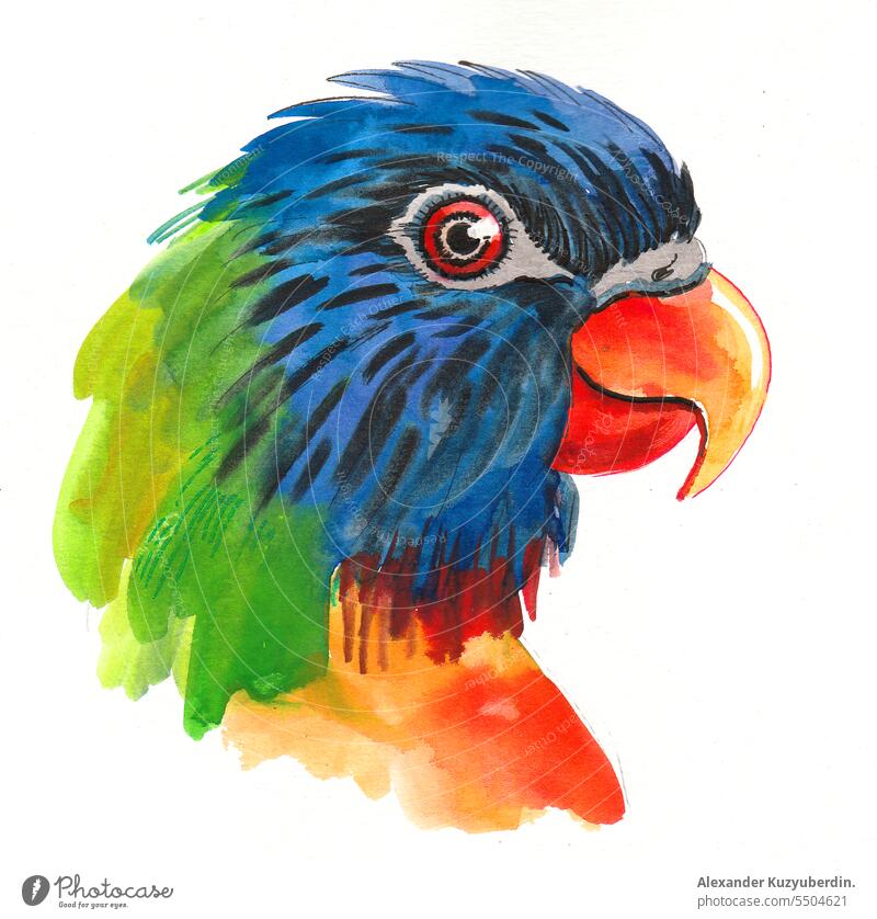 Parrot bird head. Ink and watercolor sketch animal art background beautiful beauty blue bright colorful drawing exotic feathers green illustration isolated