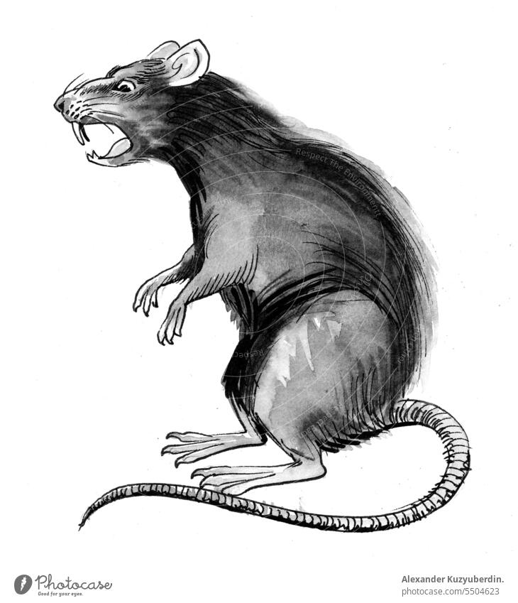 Angry rat, ink and watercolor sketch animal art artwork background black cartoon clip design drawing drawn fur graphic grey illustration isolated mammal mouse