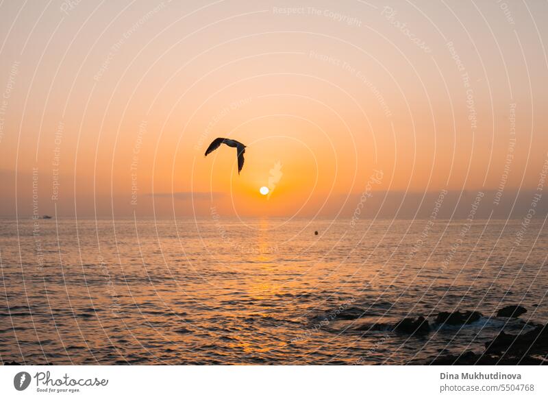Bird flying at sunrise over the sea in early morning light. Sun rising over the water on rocky beach. Sunset landscape. Water splashing with waves. ocean nature