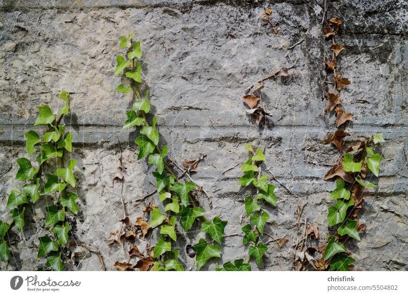 Ivy on gray wall Wall (barrier) Gray Plant Facade Wall (building) Tendril Creeper Overgrown Leaf Nature Green Growth House (Residential Structure) Wild plant