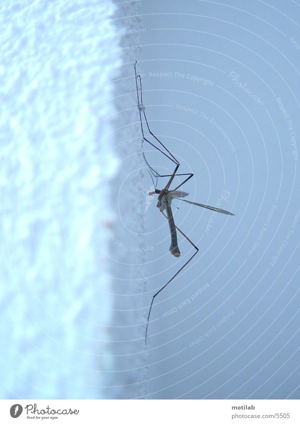 mosquito Crane fly Mosquitos Insect