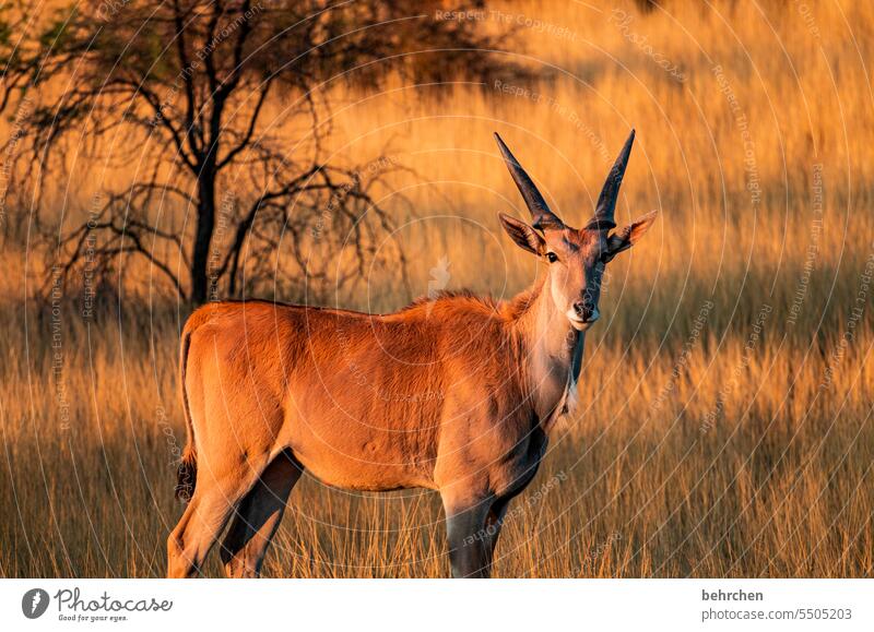 eye catcher Kalahari desert Commen eland Antelope Wild animal Fantastic Exceptional Animal portrait Free Wilderness Namibia Safari Africa wide Far-off places
