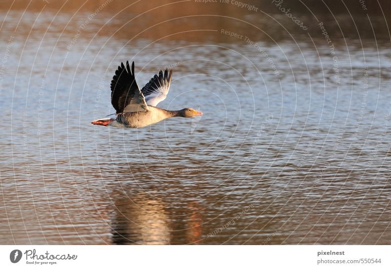Greylag Goose in flight Animal Water Sunlight Pond Lake Bird 1 Flying Free Infinity Blue Gray Red Freedom Gray lag goose departure Floating Wing Hover Glide