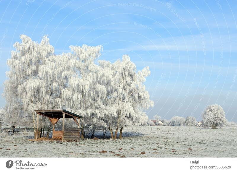 it's getting colder. ... Hoar frost Winter Winter's day chill Frost Winter morning Meadow Tree shelter Sky Beautiful weather ice crystals Winter mood Cold