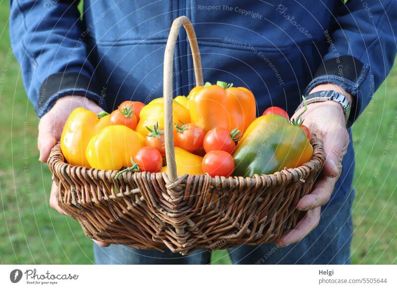 GOOD HARVESTS Harvest harvest season tomatoes Pepper own harvest Garden Basket Human being Man To hold on Food Vegetable Fresh Mature naturally Healthy Summer