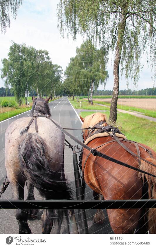Horse and cart on country road Nature Landscape Country road Birch avenue Horse and carriage Team Carriage Horse-drawn carriage Pull animals horses 2 animals
