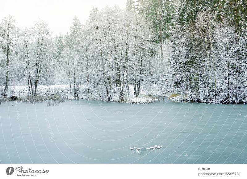 frozen pond with frozen trees on shore / winter Winter Pond Frost Frozen conifers Freeze Ice Snow ice blue Climate change Winter mood Seasons Winter's day Blog