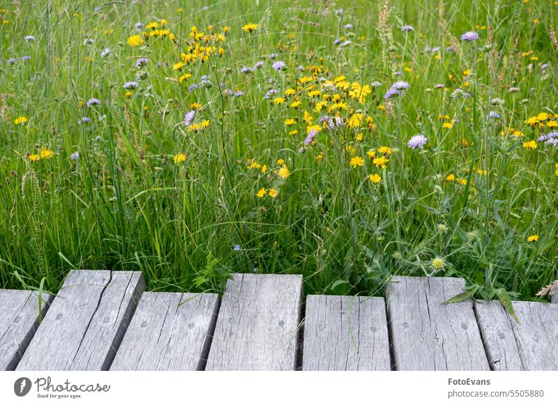 Wooden planks with flower meadow wood copy space flowers purple concept day background meadow flower grasses backgrounds nature wooden jetty wild flowers