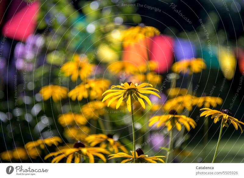 Drinkje bej Inkje | yellow coneflower in flower bed, behind it colorful flags daylight Day Environment Nature flora Flower fragrances Plant Blossom blossom fade
