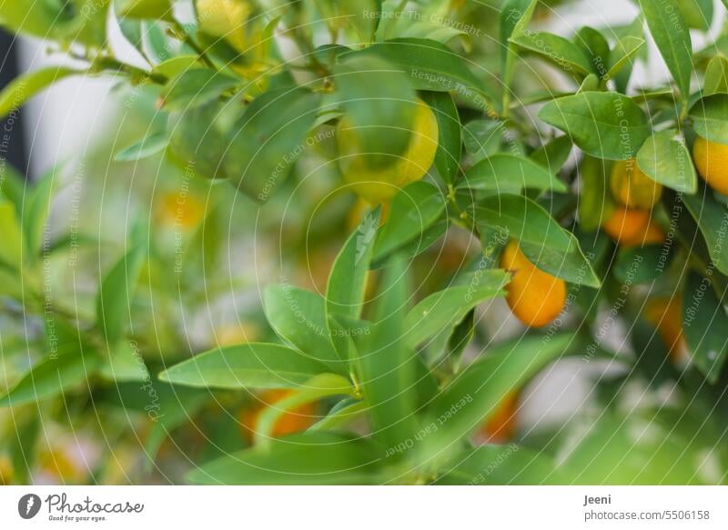 citrus fruits Citrus fruits Lemon Tree shrub Kumquat Fruit Yellow Orange Healthy Vitamin Nutrition Mature Organic Fresh Food Juicy Summer Fruity naturally