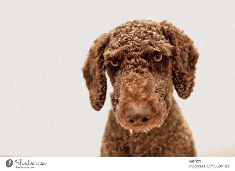 What do you want? Spanish water dog looks reproachfully at the camera after getting a fashionable short hairstyle. portrait Perro de Agua Español Insulted Dog