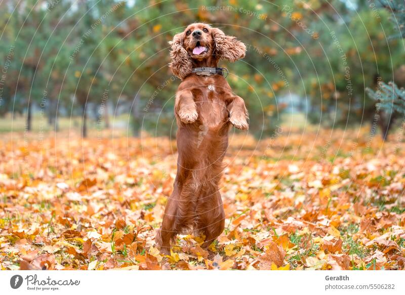 red dog of the American Cocker spaniel breed jumping in the afternoon on a walk in the park in autumn standing on its hind legs cocker spaniel day daylight
