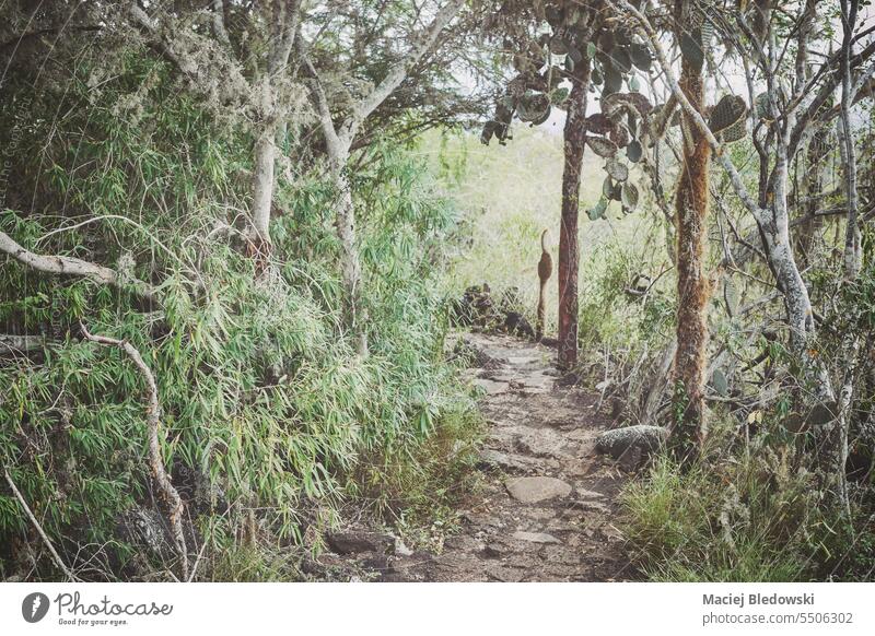 Trail by giant opuntias on Santa Cruz Island, color toning applied, Galapagos National Park, Ecuador. trail galapagos islands cactus nature jungle ecuador path