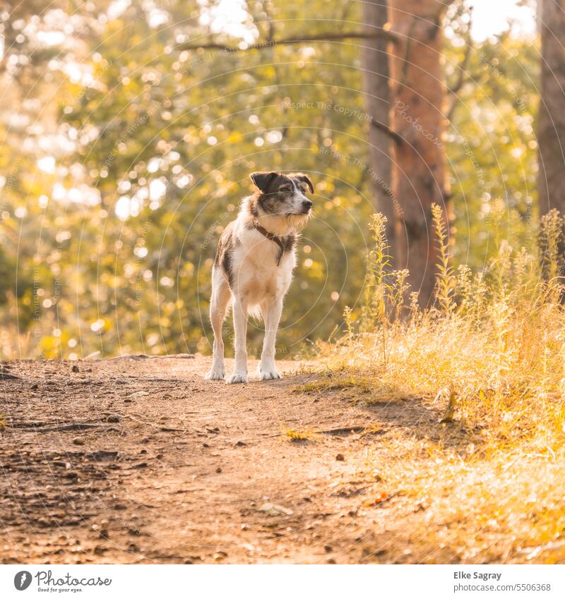 A dog in morning light on a hill in front of blurred background Dog Pet Exterior shot Love of animals Deserted Colour photo Nature Curiosity Animal face