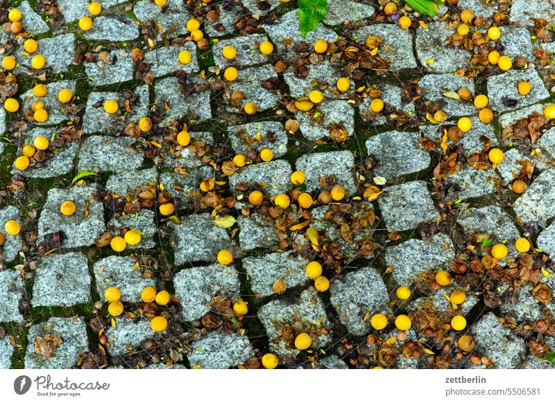 Yellow fruit on the sidewalk Old town anhalt Historic historic old town Small Town Light Wall (barrier) Medieval times Morning voyage Saxony-Anhalt Sun