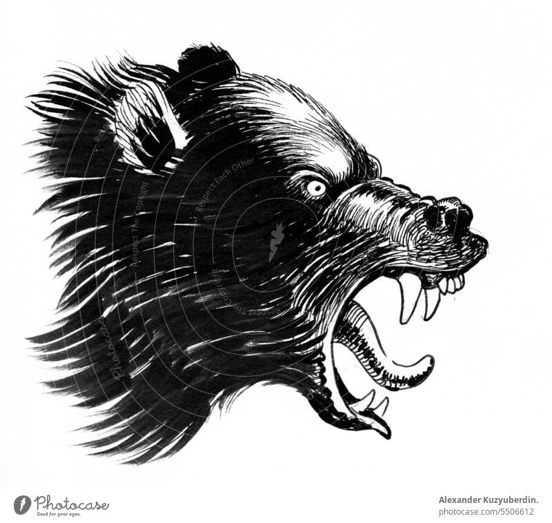 Angry bear. Ink black and white drawing aggressive angry animal art artwork grizzly head illustration ink mad mammal roaring sketch wild