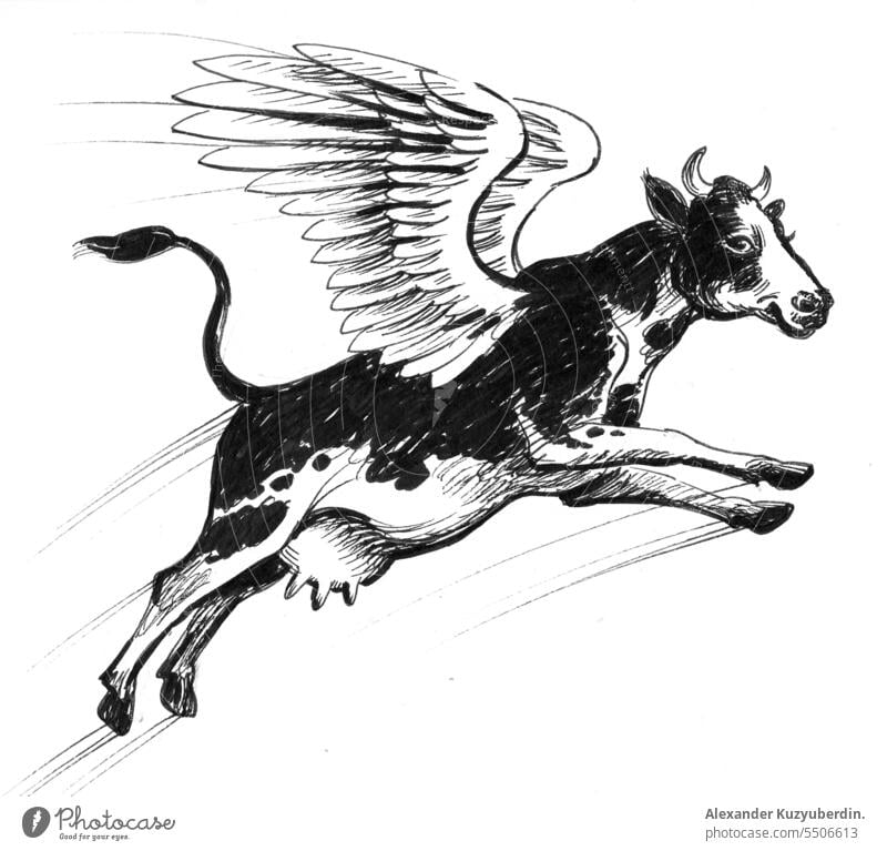 Flying cow. Ink black and white drawing animal art beef breed cattle dairy drawn farm graphic hand head illustration mammal meat milk portrait retro sketch