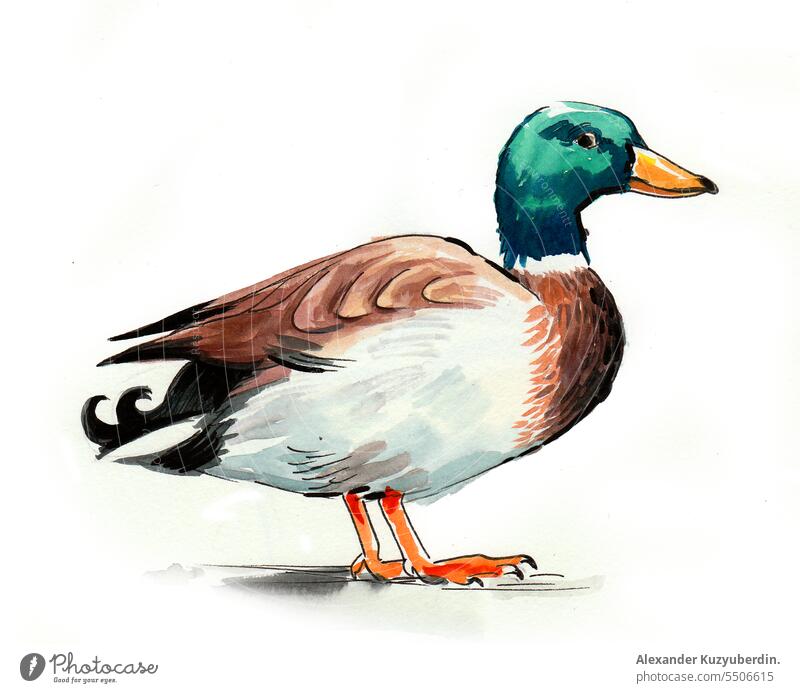 Watercolor duck animal bird drawing feather illustration mallard nature painting sketch watercolor