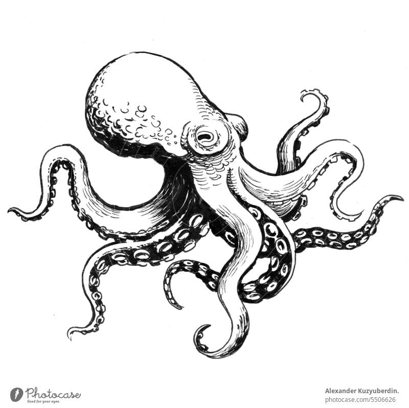Inky octopus. Ink black and white drawing animal art background decoration illustration isolated monster nature ocean sea sketch wild wildlife