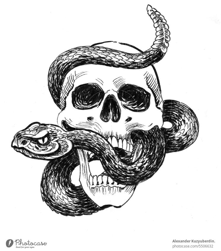 Skull and rattle snake artwork creepy dangerous dead drawing illustration ink poisonous reptile scary skeleton sketch skull