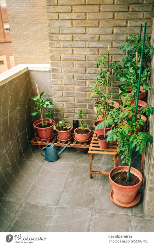 Vegetable garden on balcony of apartment with plants growing on ceramic pots urban vegetable terrace growth watering can organic botanical sustainable