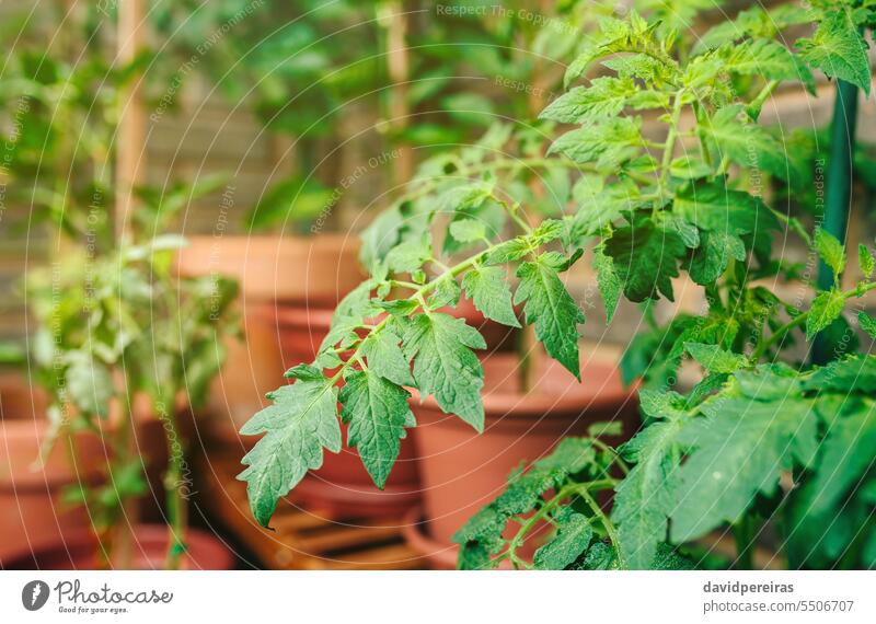 Tomato plant leaves growing on ceramic pots on a vegetable garden in balcony tomato plants leaf urban terrace close up detail green growth empty nobody
