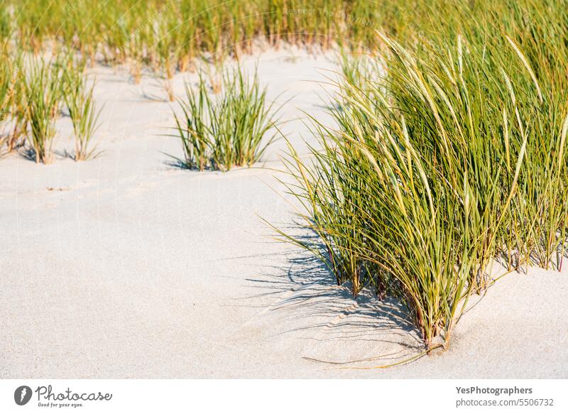 Marram grass on Sylt island beach. Close-up with the green grass autumn background beautiful beauty bright coast coastline color dunes empty environment europe