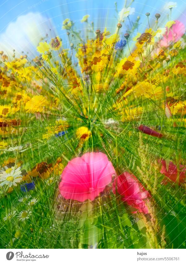 meadow with a lot of colored flowers in a soft-focus lens mallow pink yellow green manyy diversity sky blue blurred speed blossom blooming nice pretty wild