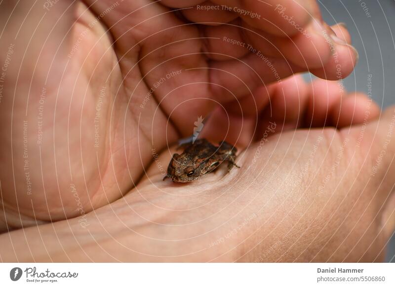 Little frog protected in children's hands. Frog Protection discovery Research Nature Animal Amphibian Adventure Freedom guard sb./sth. Rescue animal world