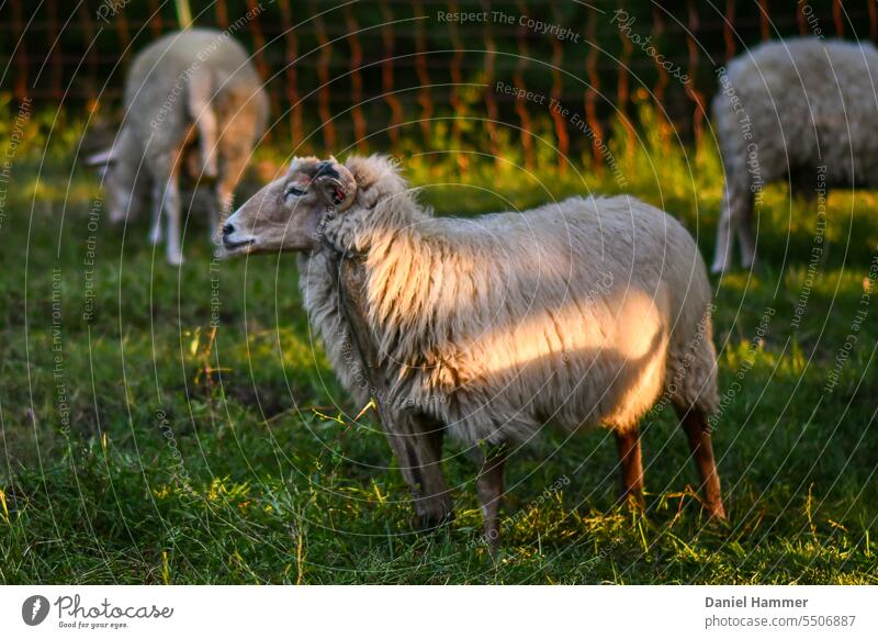 In the foreground a ram with horns (cross Heidschnucke / Coburger Fuchsschaf) which is grazing on a wooden post. In the background two grazing sheep and a sheep fence or pasture net. In the early morning shortly after sunrise in summer.