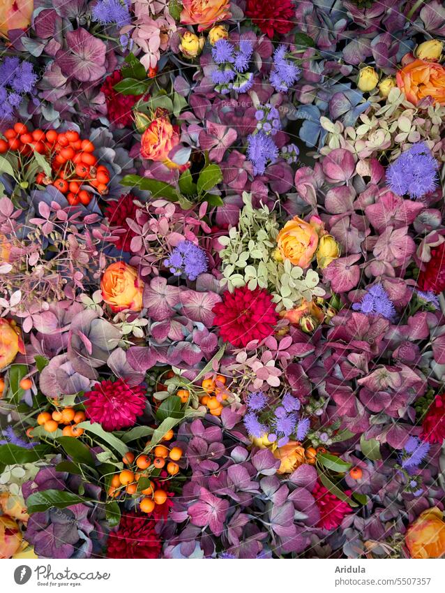 Late summer flowers close together blossoms Hydrangea Berries roses purple Red Pink Blue Carpet of flowers Orange Violet Flower Summer