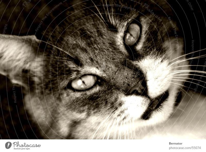 I see inside you.... Cat Cat's head Animal Wilderness Domestic cat Gray scale value Pelt Eyes Cat eyes deep look Looking Tabby cat Black & white photo