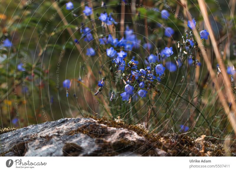 Wild bluebells in Norway macro Calm Meditation Harmonious Delicate naturally Detail pretty Exterior shot Nature Blossoming Plant Flower Bluebell Campanula