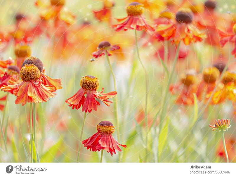 Summer Delights - Sunflower ( Helenium ) Day Detail Close-up Exterior shot Colour photo Romance Contentment Happy Emotions pretty Blossoming Red Card Park