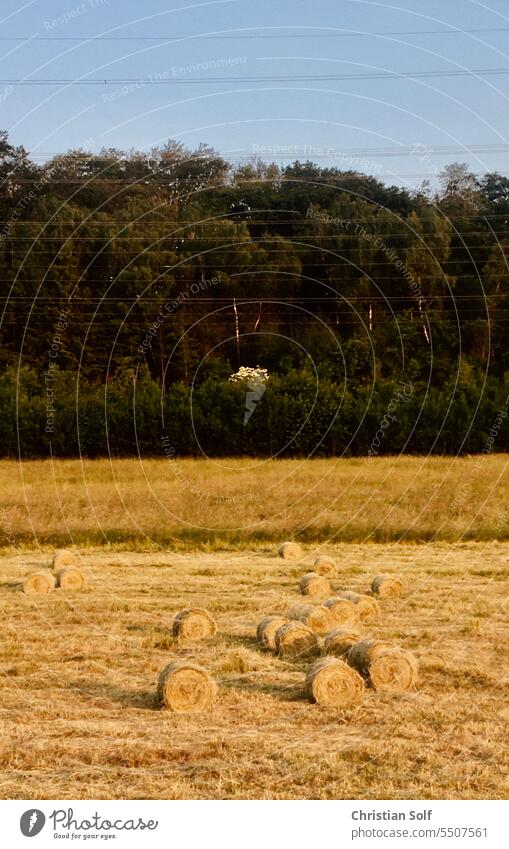 Hay bales in a field by the forest and power lines in the air hayfields Field Agriculture Landscape Straw Harvest Summer Dried Bale of straw Coil meadows Meadow